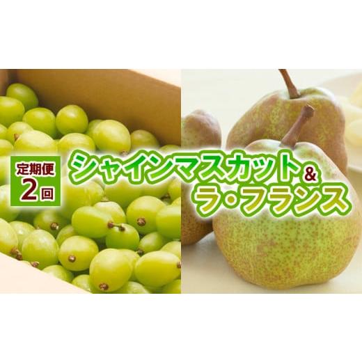 ふるさと納税 ぶどう マスカット 山形県 山形市 定期便2回 山形の シャインマスカット&ラ・フランス 令和8年産先行予約 FU23-798 くだもの 果物 フルーツ …