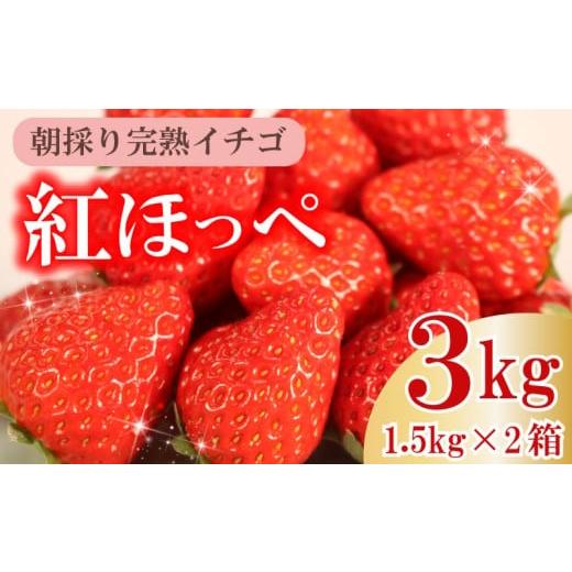 ふるさと納税 いちご 静岡県 牧之原市 令和8年1月発送 いちご 紅ほっぺ 朝摘み 3kg セット 果物 いちご イチゴ 苺 フルーツ くだもの スイーツ デザート スト…