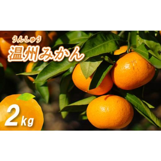 ふるさと納税 みかん・柑橘類 愛媛県 松山市 2025年11月上旬から発送 温州みかん 2kg | 数量選択可 ミカン 早生 わせ ミカン 南柑20号 みかん 数量限定 みか…