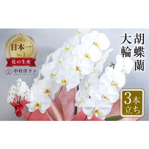 ふるさと納税 雑貨・日用品 花 愛知県 田原市 中村洋ラン 胡蝶蘭 大輪 3本立ち 白 ラッピング / お花 生花 室内装飾 愛知県 特産品 産地直送 田原市 渥美半島…