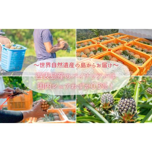 ふるさと納税 果物類 沖縄県 竹富町  訳あり 新感覚の味わい まるで桃のような甘〜い香り『西表島産 完熟ピーチパイン』約2.7kg 2025年 発送 西表島ナウパカ &hellip;