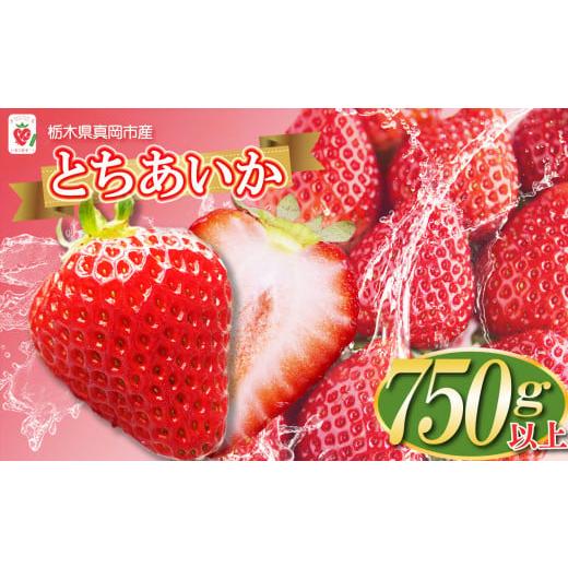 ふるさと納税 栃木県 真岡市 [先行予約]鮮度抜群!朝採れ旬のとちあいか 750g以上 真岡市 栃木県 送料無料 いちご イチゴ 苺 ストロベリー