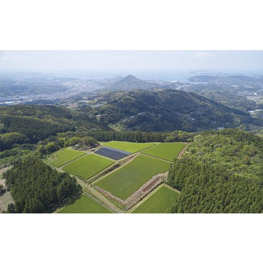 ふるさと納税 お茶類 緑茶（飲料） 長崎県 佐世保市 C258p 《定期便》 12種類のお茶飲み比べセット 3回お届けの画像