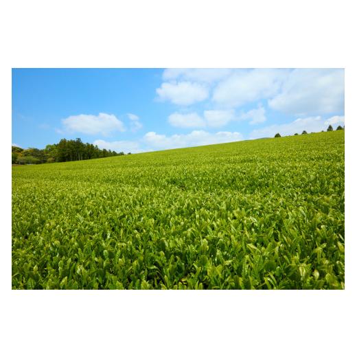ふるさと納税 お茶類 緑茶（飲料） 長崎県 佐世保市 C258p 《定期便》 12種類のお茶飲み比べセット 3回お届けの画像