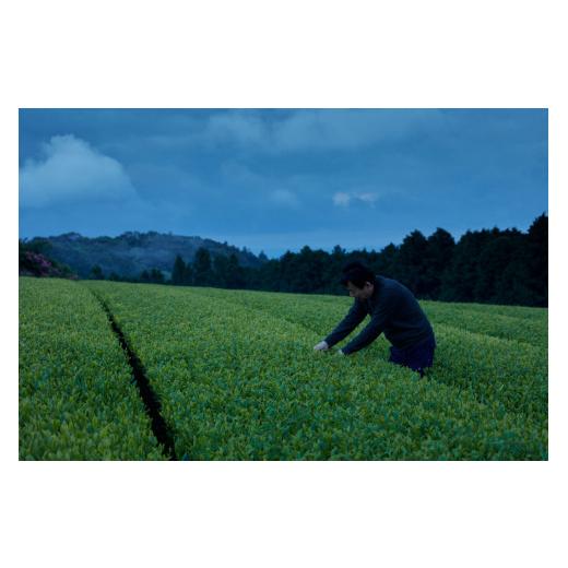 ふるさと納税 お茶類 緑茶（飲料） 長崎県 佐世保市 C258p 《定期便》 12種類のお茶飲み比べセット 3回お届けの画像