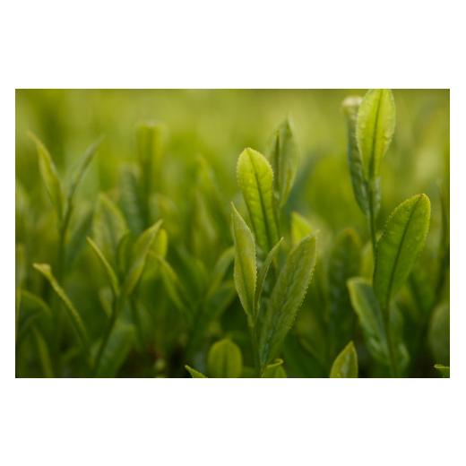 ふるさと納税 お茶類 緑茶（飲料） 長崎県 佐世保市 C258p 《定期便》 12種類のお茶飲み比べセット 3回お届けの画像