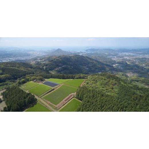 ふるさと納税 お茶類 緑茶（飲料） 長崎県 佐世保市 C258p 《定期便》 12種類のお茶飲み比べセット 3回お届けの画像