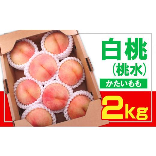 ふるさと納税 もも 山形県 山形市 フルーツ王国山形 白桃(桃水) 秀品 2kg かたい桃 令和8年産先行予約 FS23-831 くだもの 果物 フルーツ 山形 山形県 山形市 …
