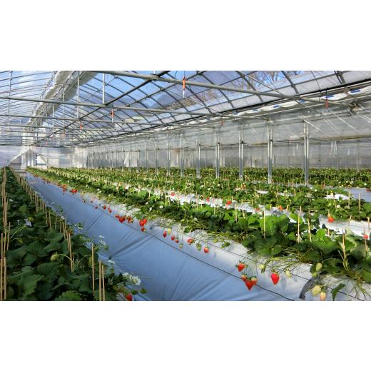 ふるさと納税 千葉県 松戸市 EH004-d 【松戸市制施行80周年】紅白いちご食べ比べセット　2パック　3月上旬発送 