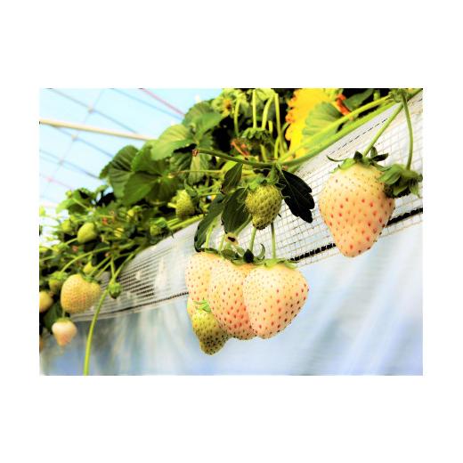 ふるさと納税 千葉県 松戸市 EH004-d 【松戸市制施行80周年】紅白いちご食べ比べセット　2パック　3月上旬発送 