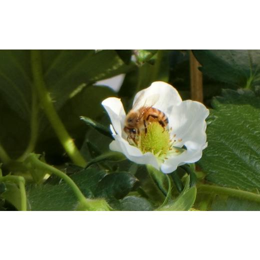 ふるさと納税 千葉県 松戸市 EH004-d 【松戸市制施行80周年】紅白いちご食べ比べセット　2パック　3月上旬発送 