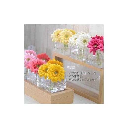 ふるさと納税 花・苗木 東京都 武蔵野市 ホットピンク マジカルウォーター 「 ガーベラ スクエア 」 ホットピンク