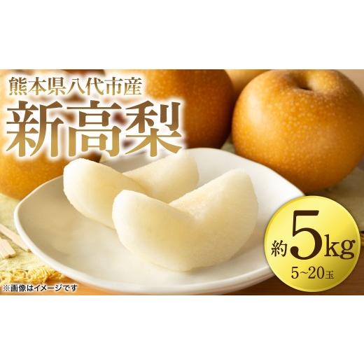 ふるさと納税 梨 熊本県 八代市  先行予約 新高梨 約5kg (5〜20玉) 梨 なし ナシ フルーツ くだもの 果物 旬 熊本県 八代市 2026年9月中旬より順次発送_1