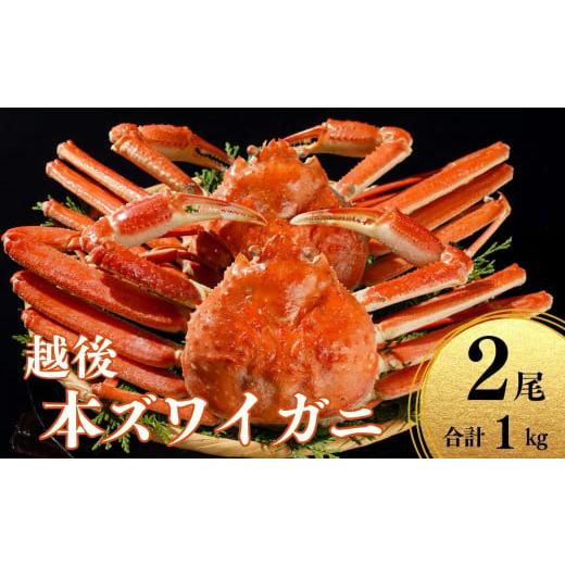ふるさと納税 カニ ずわいガニ 新潟県 糸魚川市 [期間限定]本ズワイガニ 500g×2杯 計1kg 姿 糸魚川産 浜茹で 鮮度が命 茹でたて直送 ずわいがに かに 蟹 磯…