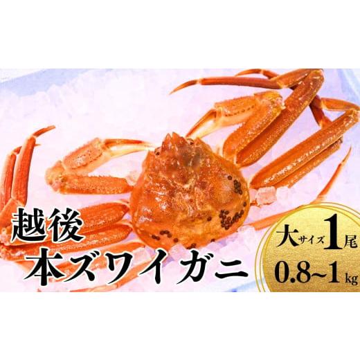 ふるさと納税 カニ ずわいガニ 新潟県 糸魚川市 [期間限定]越後 本ズワイガニ 大 1尾 800g以上 姿 糸魚川産 浜茹で 鮮度が命 茹でたて直送 ずわいがに かに …