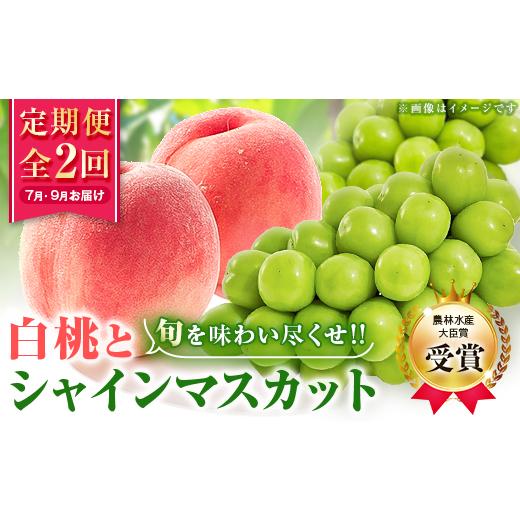 ふるさと納税 もも 山梨県 山梨市 発送月固定定期便 農林水産大臣賞受賞 山梨の白桃とシャインマスカットの全2回 各1kg以上 4005369