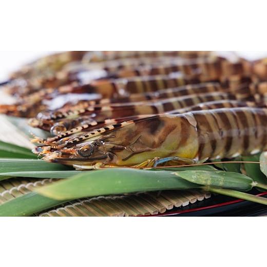 ふるさと納税 エビ 車エビ 山口県 柳井市 2026年1月発送:活きクルマエビ　500g 1052792