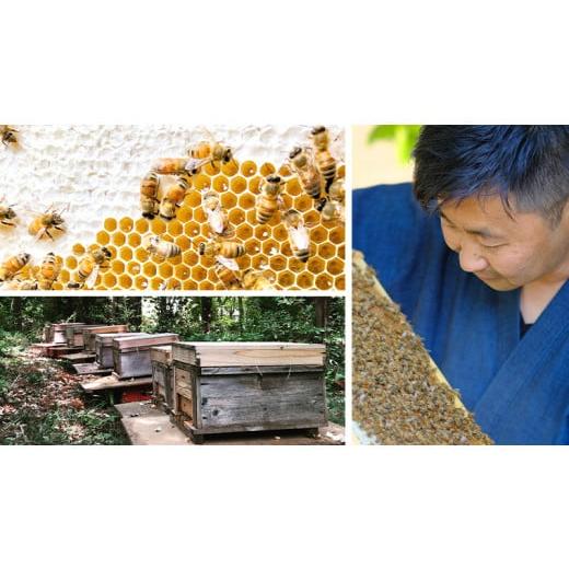 ふるさと納税 加工品等 はちみつ 茨城県 牛久市  数量限定 田舎はちみつ スティック 7種 セット ハニースティック ST7 （ 茨城県共通返礼品： 五霞町 ） 季節…の画像