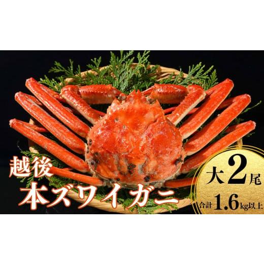 ふるさと納税 カニ ずわいガニ 新潟県 糸魚川市 [期間限定]越後 本ズワイガニ 800g×2杯 計1.6kg 姿 糸魚川産 浜茹で 鮮度が命 茹でたて直送 日本海 磯貝鮮…