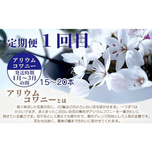 ふるさと納税 徳島県 那賀町 【お花の定期便】3回配送 那賀町産 けいとう・アリウムコワニー・しゃくやく【相生の花】生花 お花 花束 生け花 華道 ケイトウ 芍…｜furusatochoice｜05