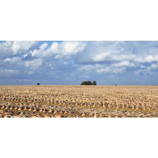ふるさと納税 野菜類 玉ねぎ 北海道 訓子府町 UNO ORGANIC FARM 北海道訓子府産 オーガニック玉ねぎ 20kg  有機JAS認証 1455254の画像