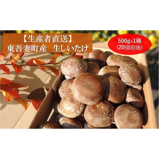 ふるさと納税 群馬県 東吾妻町 生椎茸約500g×1箱(20個前後) 野菜 きのこ 群馬県産 東吾妻町産 国産