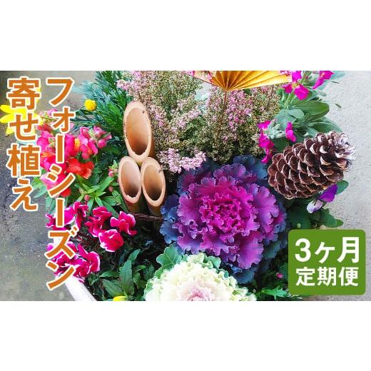 ふるさと納税 熊本県 菊池市 [定期便3回]フォーシーズン お花の寄せ植え