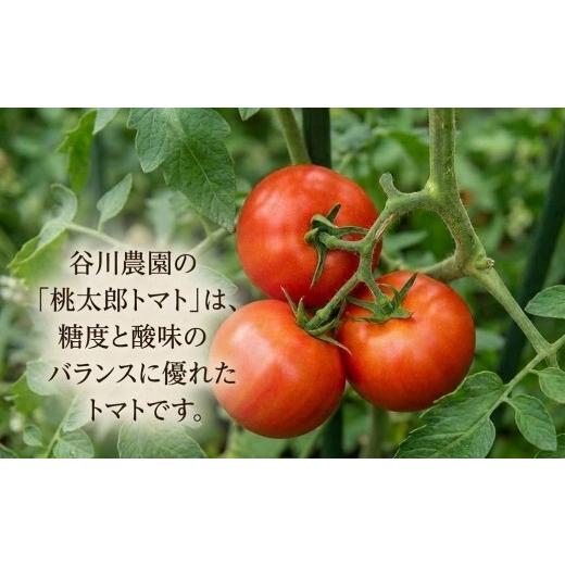 ふるさと納税 野菜類 ジュース 北海道 安平町  3ヵ月毎定期便 谷川農園の桃太郎トマトジュース 180ml×12本 全2回 4005480の画像
