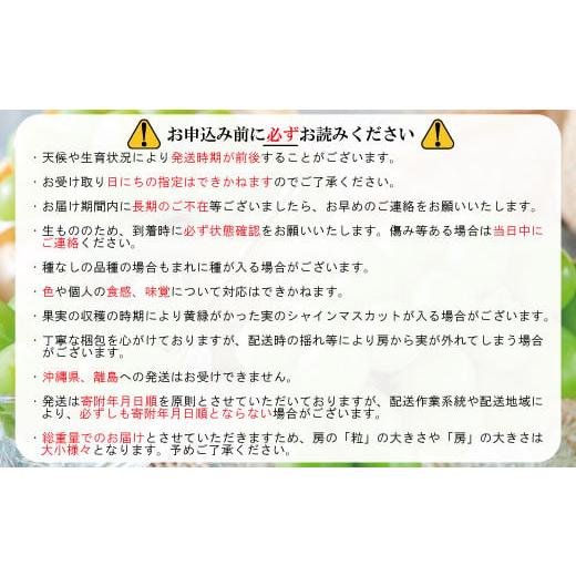 ふるさと納税 長野県 須坂市 [No.5657-3858]人気葡萄２種セット！シャインマスカット＆クイーンルージュ?約1.2kg（約2〜3房）《信州グルメ市場》■2024年発送…｜furusatochoice｜06