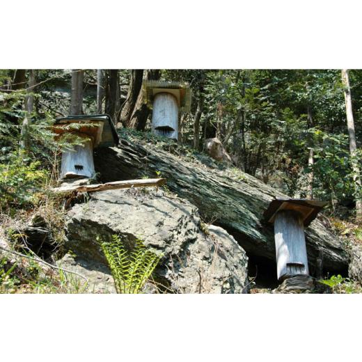 ふるさと納税 加工品等 はちみつ 長崎県 対馬市  1週間以内発送 対馬 天然 和蜂 蜂蜜 180g 1瓶 《 対馬市 》 うえはら株式会社 対馬 新鮮 濃密 ニホンミツバチ…の画像