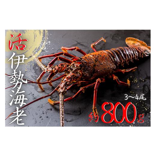 ふるさと納税 三重県 熊野市 【 年内配送可能 】 水谷水産 活き 伊勢海老 約800グラム入り （3〜4尾）おせち お刺身 伊勢エビ 伊勢えび イセエビ 