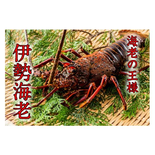 ふるさと納税 三重県 熊野市 【 年内配送可能 】 水谷水産 活き 伊勢海老 約800グラム入り （3〜4尾）おせち お刺身 伊勢エビ 伊勢えび イセエビ 