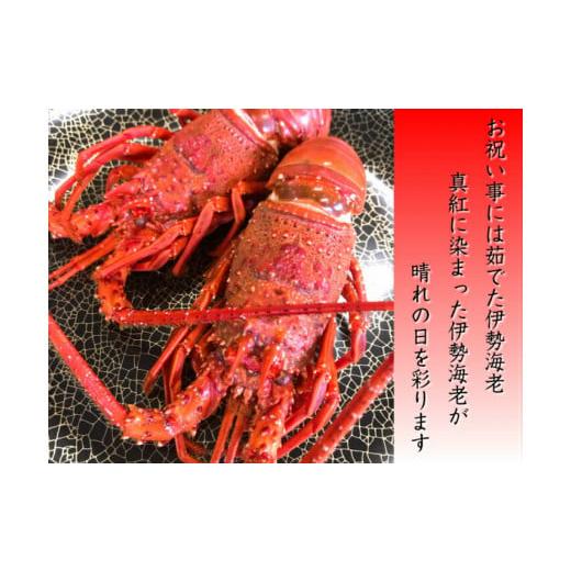 ふるさと納税 三重県 熊野市 【 年内配送可能 】 水谷水産 活き 伊勢海老 約800グラム入り （3〜4尾）おせち お刺身 伊勢エビ 伊勢えび イセエビ 