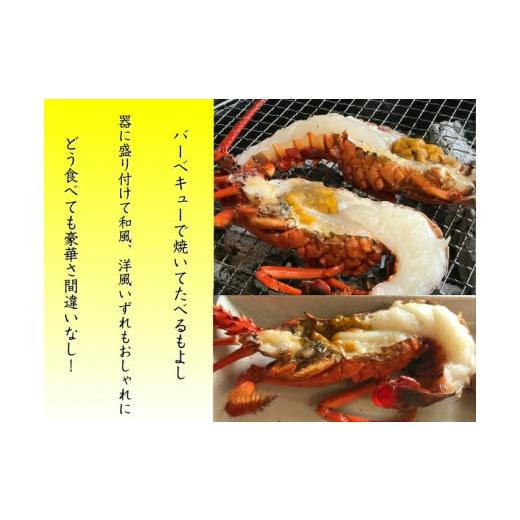 ふるさと納税 三重県 熊野市 【 年内配送可能 】 水谷水産 活き 伊勢海老 約800グラム入り （3〜4尾）おせち お刺身 伊勢エビ 伊勢えび イセエビ 