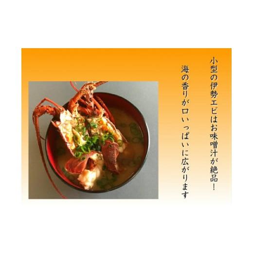 ふるさと納税 三重県 熊野市 【 年内配送可能 】 水谷水産 活き 伊勢海老 約800グラム入り （3〜4尾）おせち お刺身 伊勢エビ 伊勢えび イセエビ 