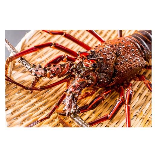 ふるさと納税 三重県 熊野市 【 年内配送可能 】 水谷水産 活き 伊勢海老 約800グラム入り （3〜4尾）おせち お刺身 伊勢エビ 伊勢えび イセエビ 