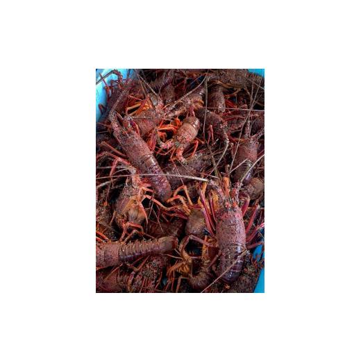 ふるさと納税 三重県 熊野市 【 年内配送可能 】 水谷水産 活き 伊勢海老 約800グラム入り （3〜4尾）おせち お刺身 伊勢エビ 伊勢えび イセエビ 