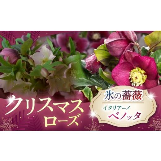 ふるさと納税 雑貨・日用品 花 長野県 伊那市 クリスマスローズ・氷の薔薇イタリアーノ ベノッタ | 花 クリスマス ローズ 冬 氷 薔薇 赤 季節 冬 ガーデニン…
