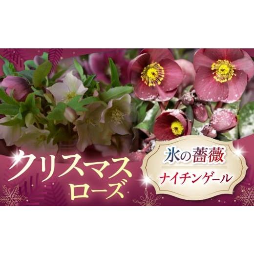 ふるさと納税 雑貨・日用品 花 長野県 伊那市 クリスマスローズ・氷の薔薇ナイチンゲール | 花 クリスマス ローズ 冬 氷 薔薇 赤 季節 冬 ガーデニング ガーデ…