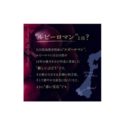 ふるさと納税 果物類 ぶどう 石川県 加賀市  先行予約 ルビーロマン 1房 500g（2026年8月中旬〜9月上旬頃順次発送） ぶどう ブドウ 大粒 先行予約 予約 冷蔵配…の画像