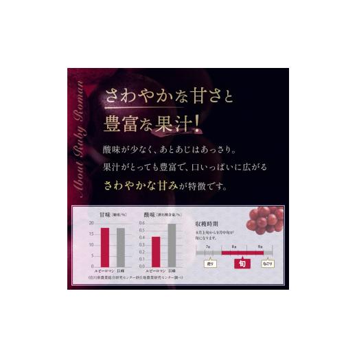 ふるさと納税 果物類 ぶどう 石川県 加賀市  先行予約 ルビーロマン 1房 500g（2026年8月中旬〜9月上旬頃順次発送） ぶどう ブドウ 大粒 先行予約 予約 冷蔵配…の画像