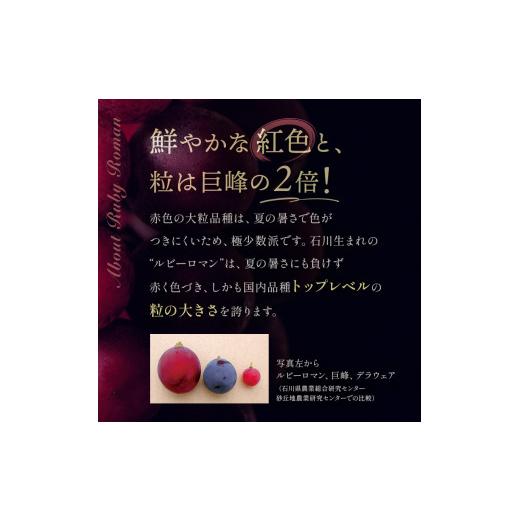 ふるさと納税 果物類 ぶどう 石川県 加賀市  先行予約 ルビーロマン 1房 500g（2026年8月中旬〜9月上旬頃順次発送） ぶどう ブドウ 大粒 先行予約 予約 冷蔵配…の画像