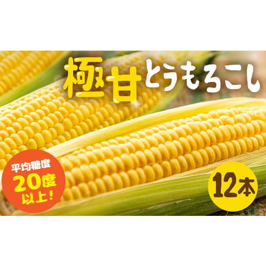 ふるさと納税 愛知県 田原市 [5月末金額改定予定][夏採れお届け] 平均糖度20度以上 極甘とうもろこし 12本〜14本 鮮度保持袋無し [袋無しのため訳あり]1…