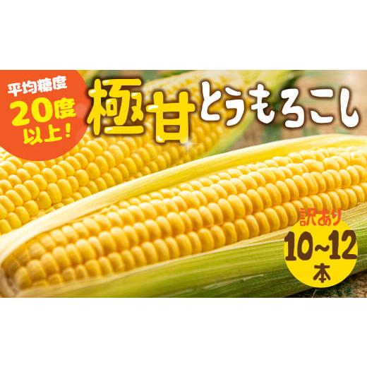 ふるさと納税 とうもろこし 愛知県 田原市 秋採れお届け 平均糖度20度以上 極甘とうもろこし 10本~12本 鮮度保持袋無し 袋無しのため訳あり 10本~12本 2025年…