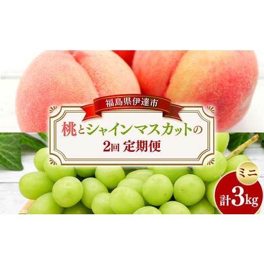 ふるさと納税 果物の詰合せ 福島県 伊達市 2026年夏から開始の定期便 桃とシャインマスカットの定期便 (ミニ) 福島の桃 果物 先行予約 フルーツ 桃 モモ もも…