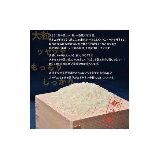 ふるさと納税 米 新潟県 佐渡市 3か月定期便 佐渡島産 新之助 無洗米5kg 令和7年産_2