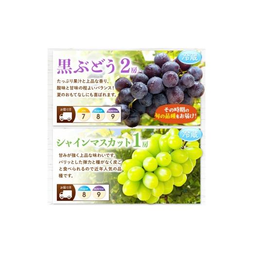 ふるさと納税 果物の詰合せ 熊本県 玉名市  定期便 12回 フルーツ定期便 高評価 果物 フルーツ 選べる発送回数 （いちご みかん 不知火 スイカ ぶどう メロン …_7