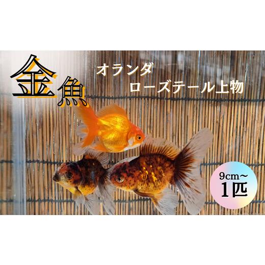 ふるさと納税 茨城県 鉾田市 [金魚]オランダローズテール上物(9cm〜)1匹