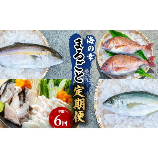 ふるさと納税 魚貝類 鯛 徳島県 海陽町  定期便全６回 海の幸まるごと定期便 クエ くえ クエ鍋 タイ たい 鯛 カンパチ かんぱち 勘八 シマアジ しまあじ 伊勢…_1