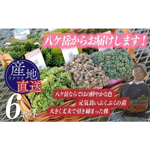 ふるさと納税 山梨県 北杜市 北杜市八ヶ岳産美しの多肉〜セダムアソート〜｜furusatochoice｜03